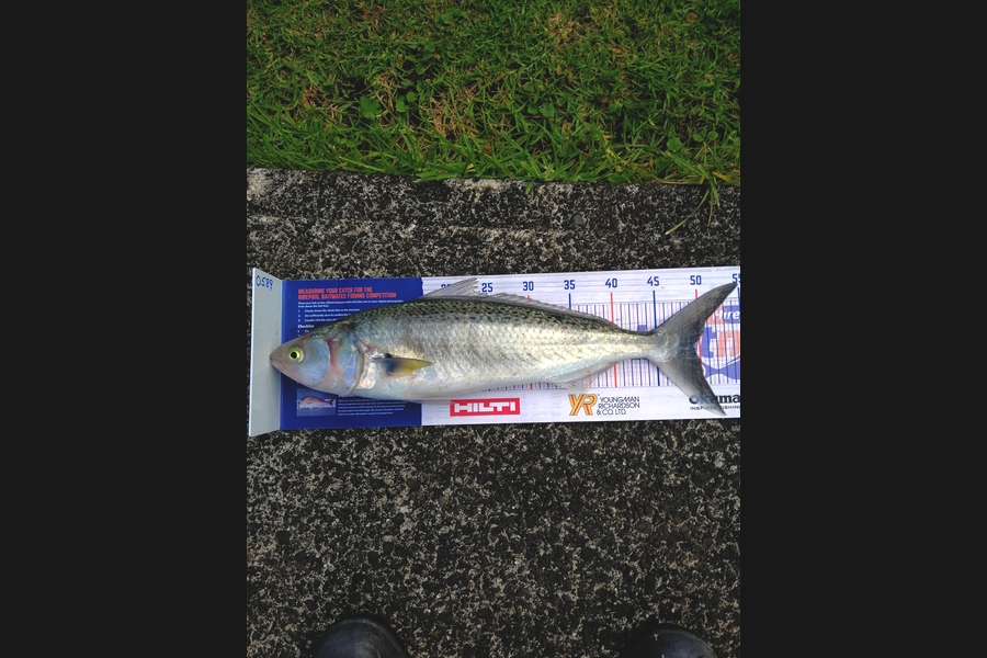 Steve Ryder caught this 49.0cm Kahawai at Manukau harbour  during The Export NZ Fishing Competition