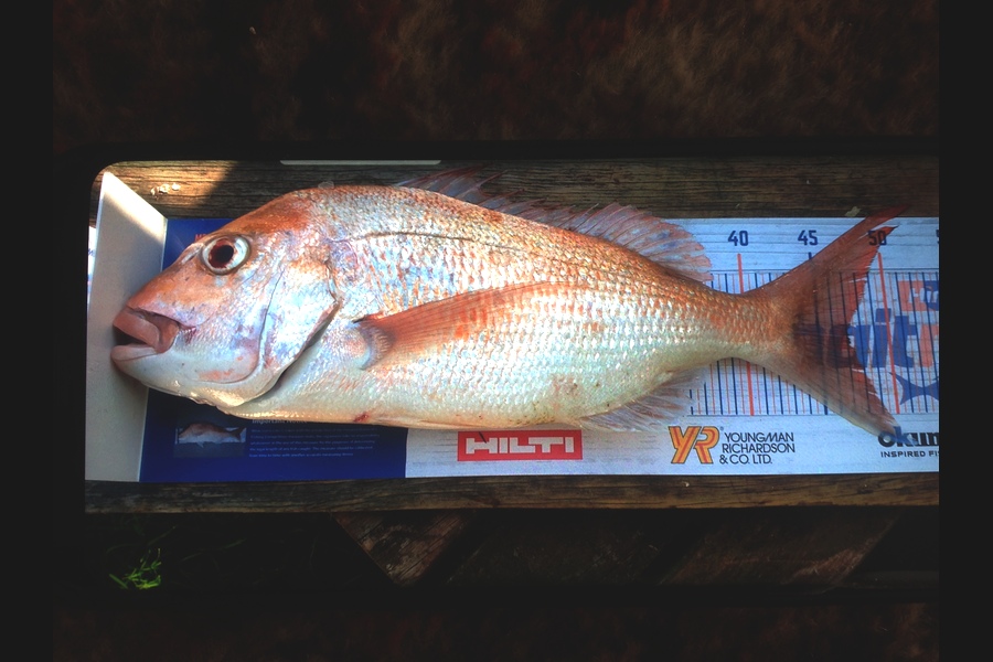 brian wilson caught this 47.0cm Snapper at Kawakawa during The Export NZ Fishing Competition