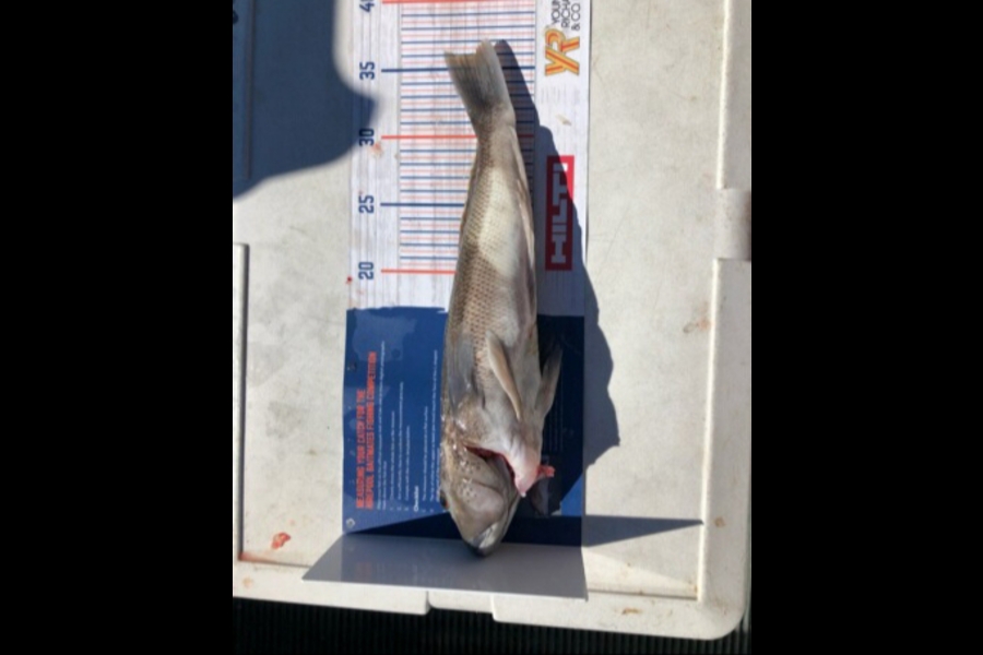 Fynn McDonough caught this 35cm Blue Cod at Marlborough Sounds during The Export NZ Fishing Competition