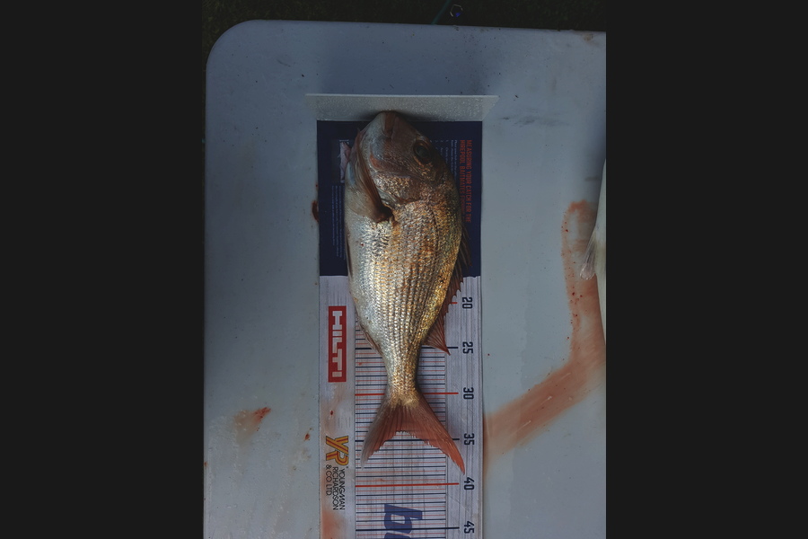 Bradley Maskell caught this 34.5cm Snapper at Whangaparoa during The Export NZ Fishing Competition