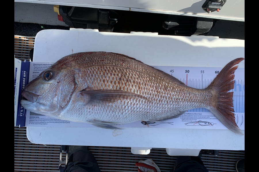 Shayne Nam caught this 65.0cm Snapper at Hauraki Gulf during The Export NZ Fishing Competition