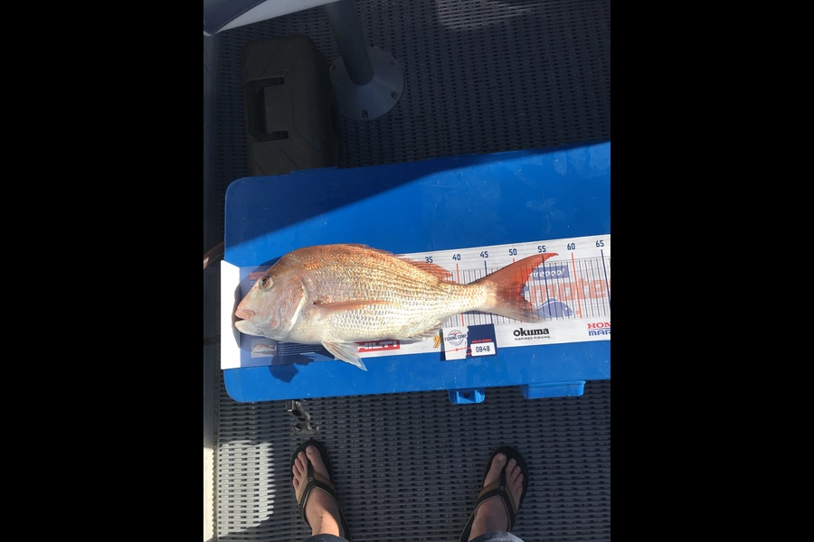 John  Callaghan  caught this 50cm Snapper at The Ahaha rocks during The Export NZ Fishing Competition