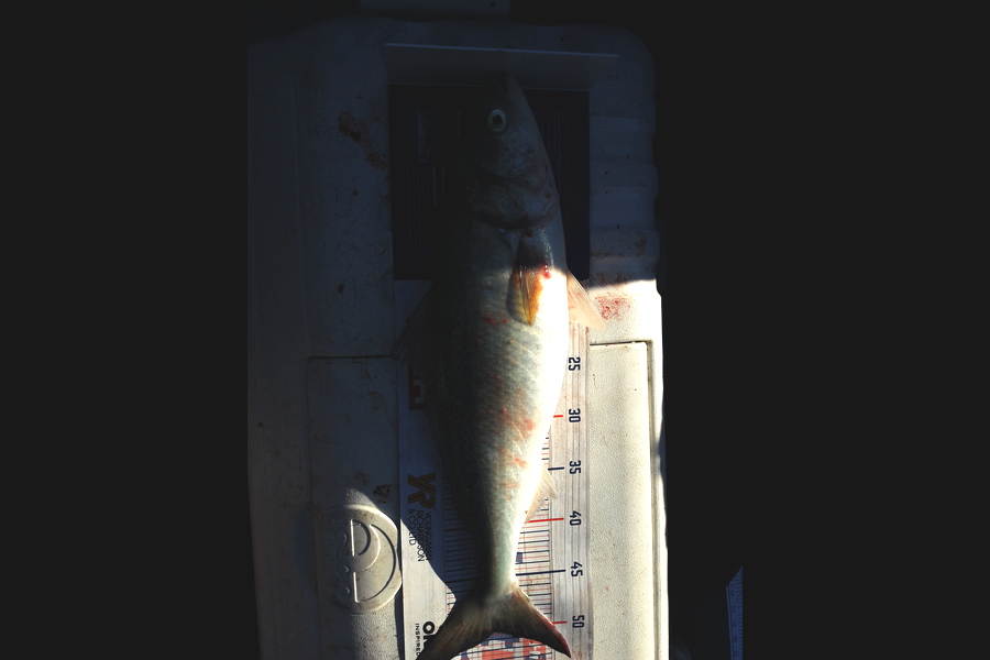 chris hope caught this 50.0cm Kahawai at Auckland west coast during The Export NZ Fishing Competition