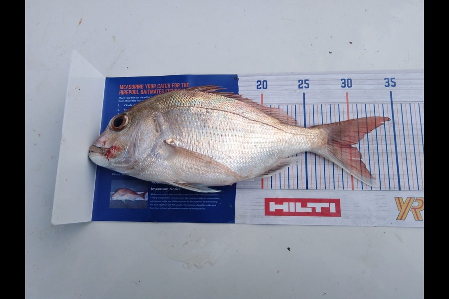 casey seerup caught this 30.0cm Snapper at Thames during The Export NZ Fishing Competition