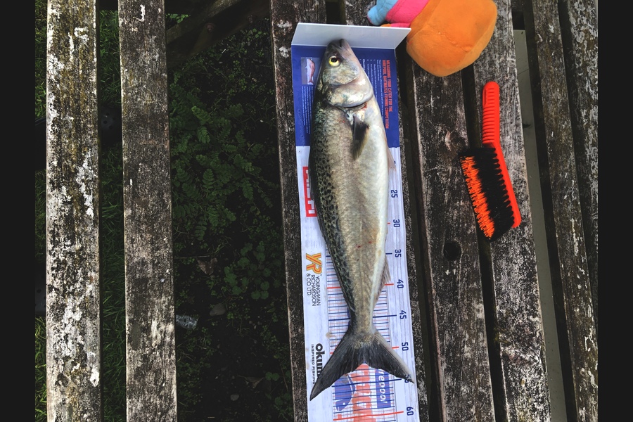 Rowan Jordan caught this 51.5cm Kahawai at Ohawe during The Export NZ Fishing Competition