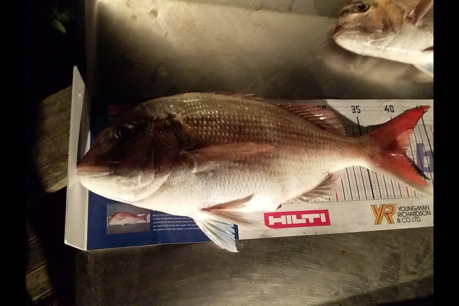DARYL UDY caught this 41.0cm Snapper at Kapiti Coast during The Export NZ Fishing Competition