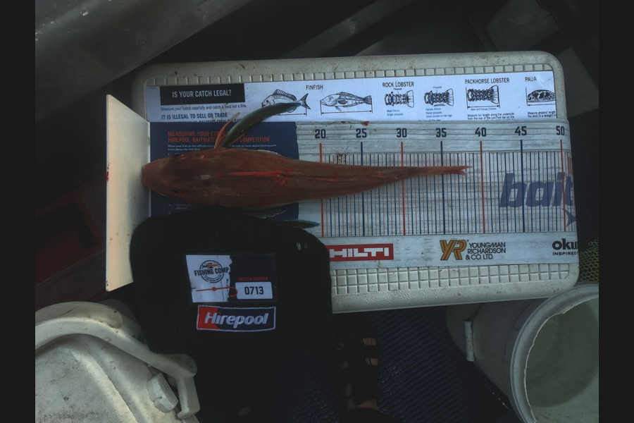 George Dobson caught this 37.0cm Gurnard at Golden bay during The Export NZ Fishing Competition