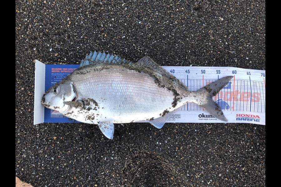 Bryce Helms caught this 53.0cm Blue Moki at Blenheim  during The Export NZ Fishing Competition