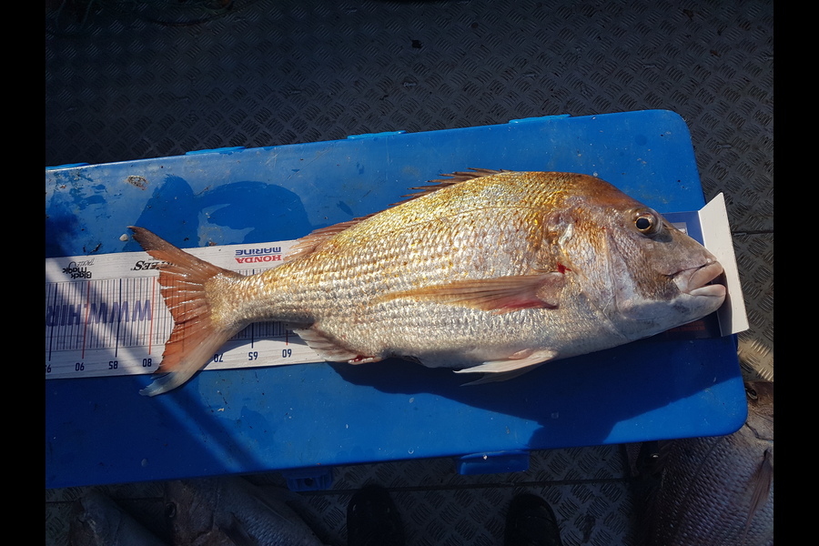 Garry Northcott caught this 76.5cm Snapper at New Plymouth  during The Export NZ Fishing Competition