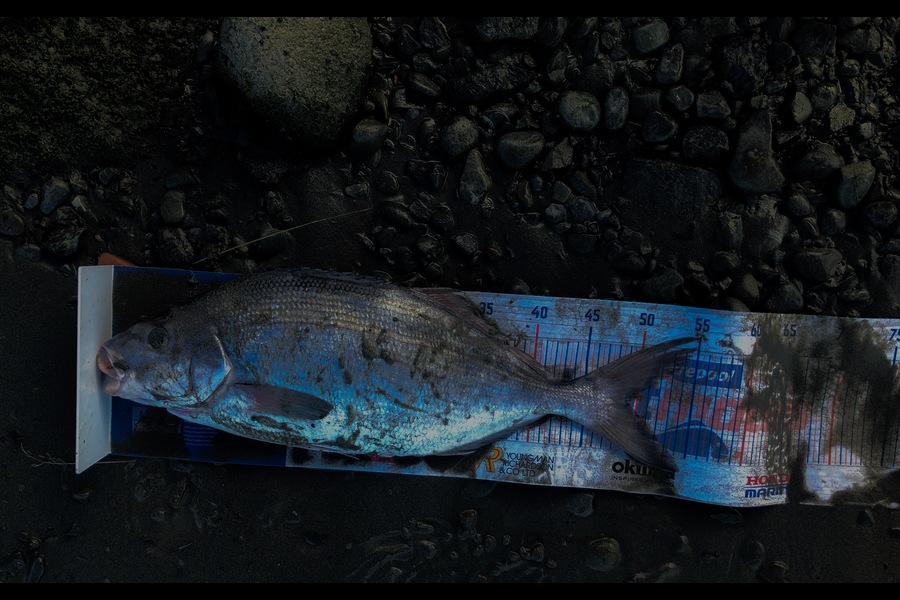 Bryce Helms caught this 49.0cm Blue Moki at Blenheim  during The Export NZ Fishing Competition