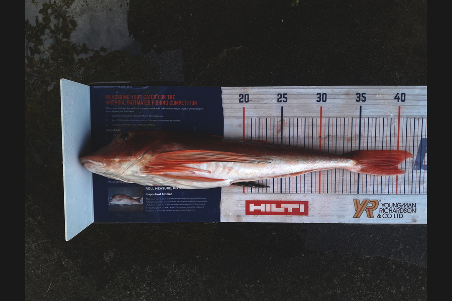Clayton Hancock caught this 39.5cm Gurnard at manawatu coast during The Export NZ Fishing Competition