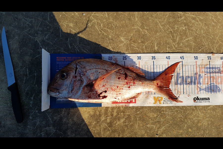 Brad  Pulham  caught this 40.0cm Snapper at Tutukaka during The Export NZ Fishing Competition