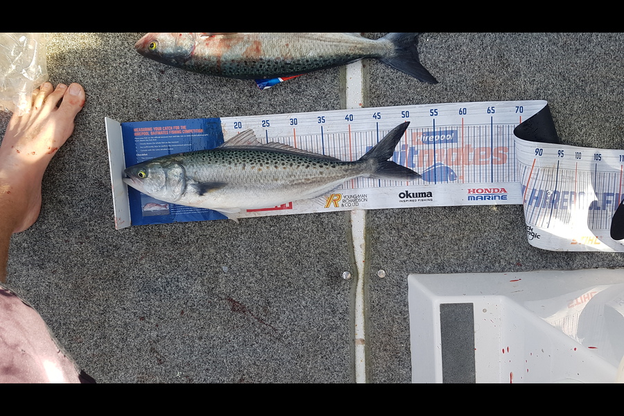 Brad  Pulham  caught this 46.5cm Kahawai at Tutukaka during The Export NZ Fishing Competition