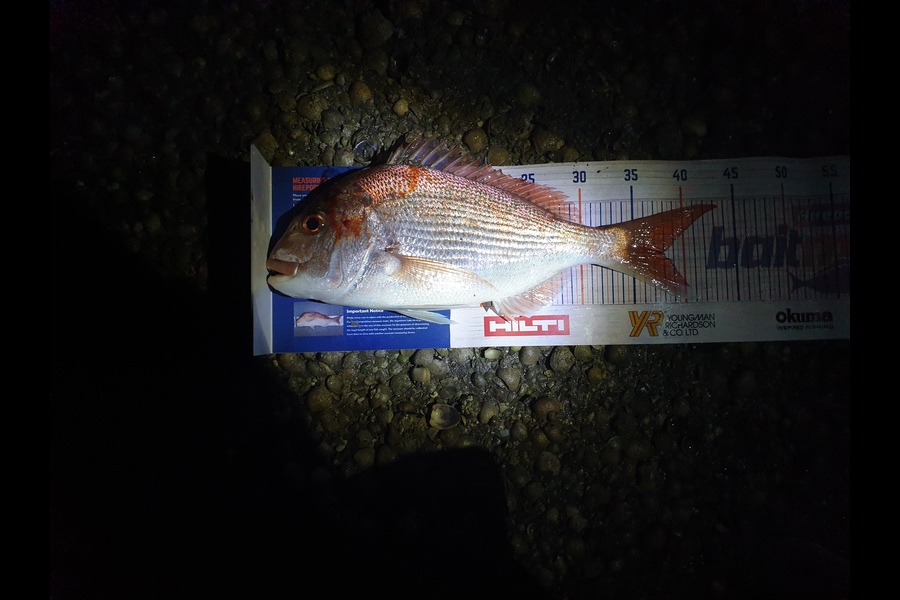 Geoff Bennett caught this 37.5cm Snapper at Sandspit during The Export NZ Fishing Competition