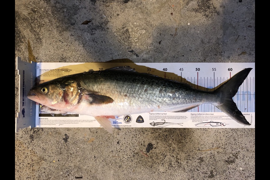 Andrew Hill caught this 60.5cm Kahawai at Noises during The Export NZ Fishing Competition