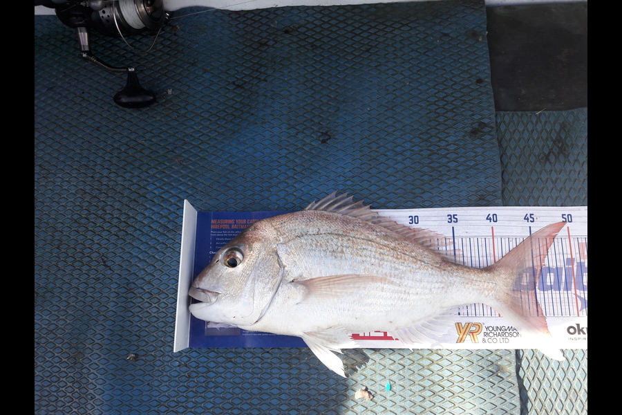 Liz Stirling caught this 45.0cm Snapper at Kawa Kawa bay during The Export NZ Fishing Competition