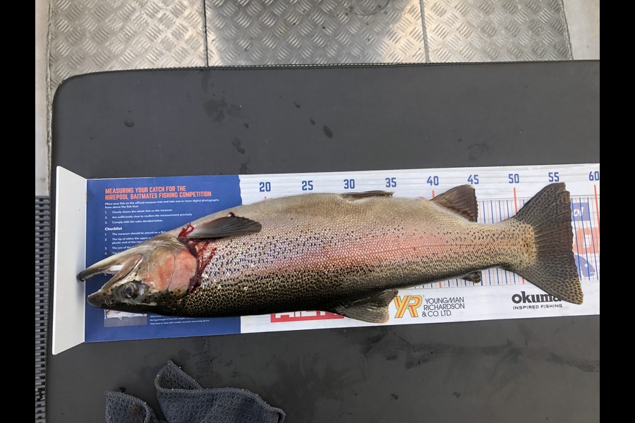 Phill Andrews  caught this 56.5cm Trout at Lake Otamangakau during The Export NZ Fishing Competition