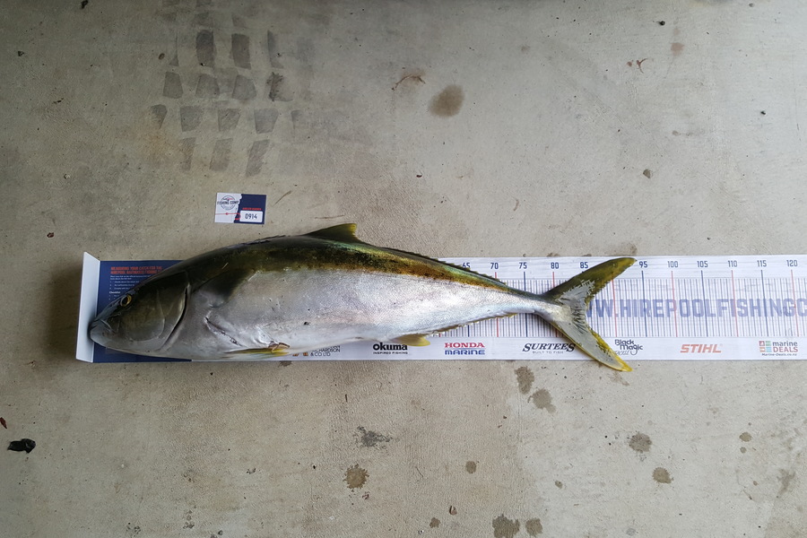 James Campbell caught this 85.0cm Kingfish at Hen and chicken island during The Export NZ Fishing Competition