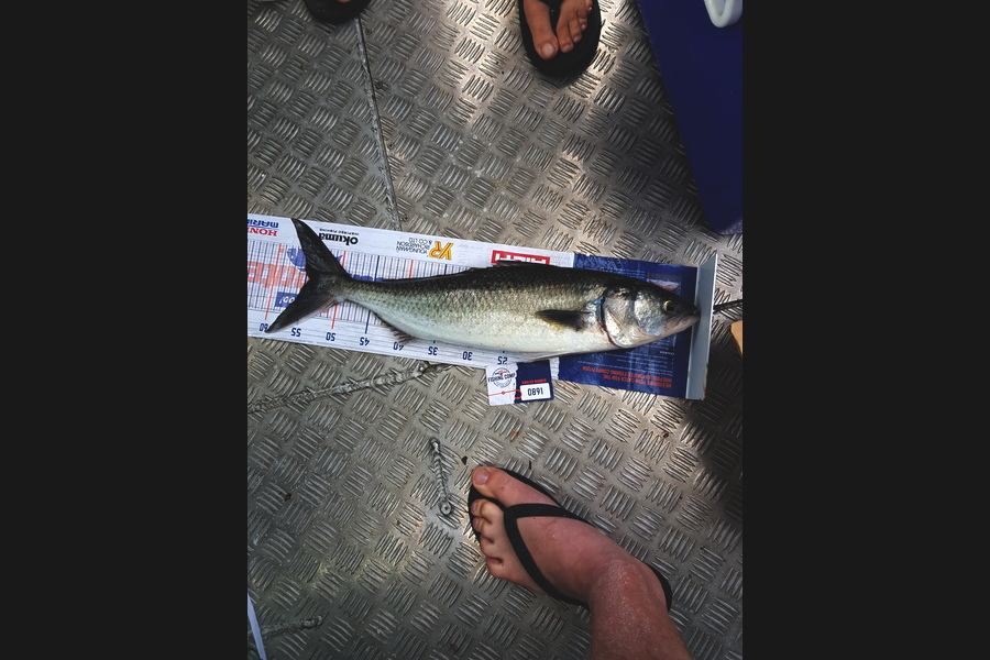 Peter  Mcnabb  caught this 54.0cm Kahawai at Hen and Chicks during The Export NZ Fishing Competition