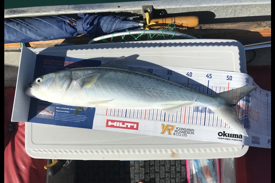 Dylan Leigh caught this 51.5cm Kahawai at Kawau during The Export NZ Fishing Competition