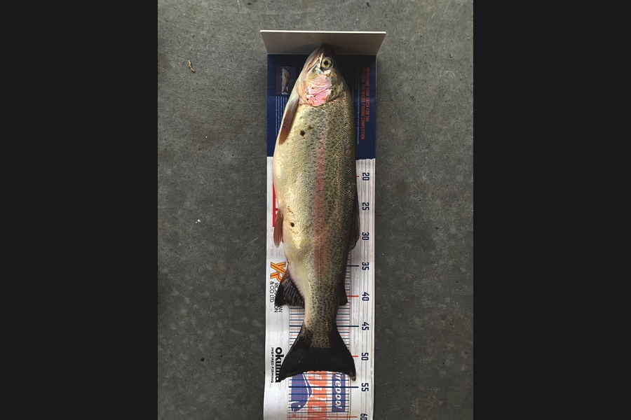 Nina Andrews caught this 52.5cm Trout at Lake Otamangakau  during The Export NZ Fishing Competition