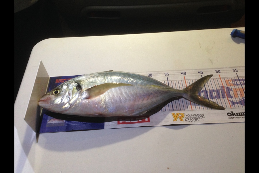 Tom Whitaker caught this 42.0cm Trevally at Bream Bay during The Export NZ Fishing Competition