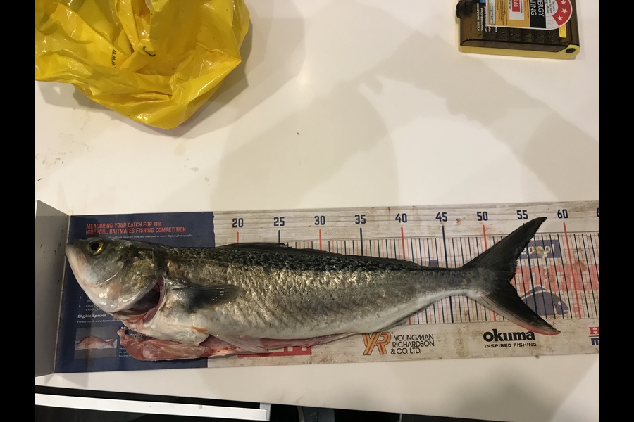 Finlay  Main caught this 49.5cm Kahawai at Wellington  during The Export NZ Fishing Competition