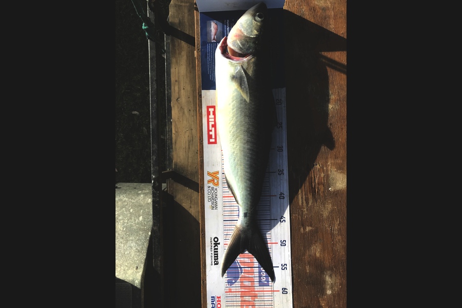   caught this 47.5cm Kahawai at Coromandel  during The Export NZ Fishing Competition