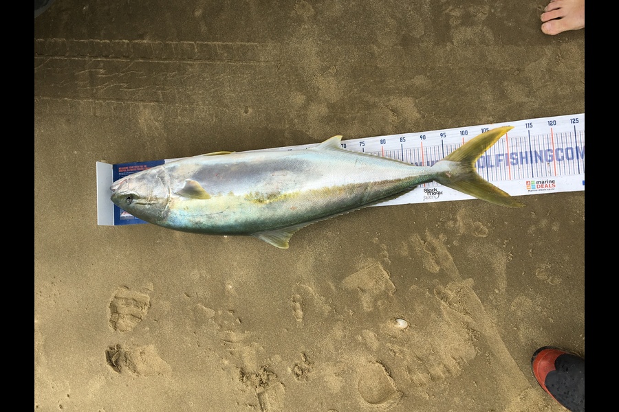 Todd Warmington  caught this 101cm Kingfish at Omamari beach  during The Export NZ Fishing Competition