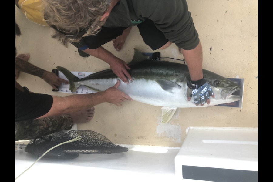 David Smythe caught this 128.0cm Kingfish at Three kings during The Export NZ Fishing Competition