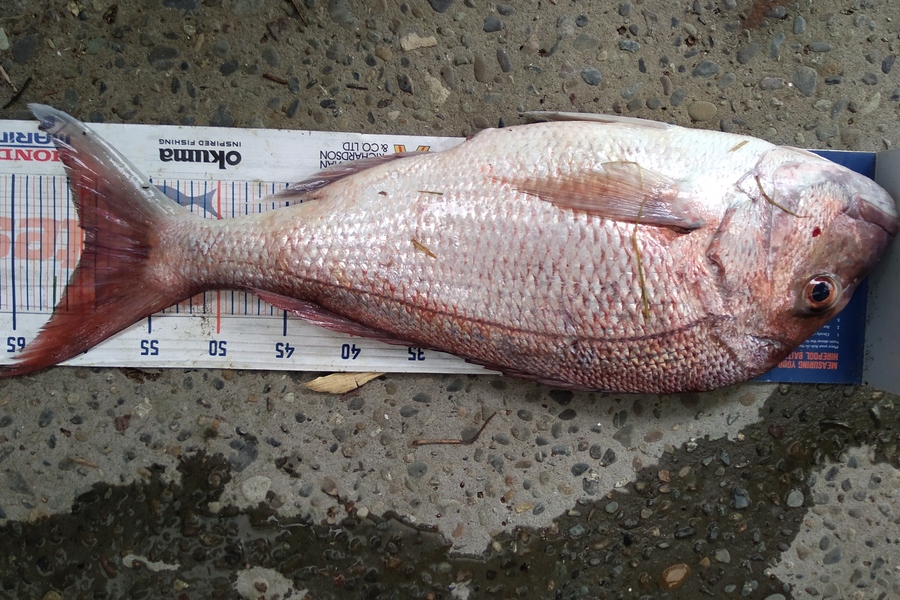 Ben Cullen caught this 60cm Snapper at Little Barrier during The Export NZ Fishing Competition
