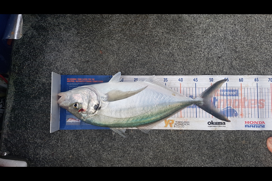 Brad  Pulham  caught this 49.5cm Trevally at Tutukaka during The Export NZ Fishing Competition