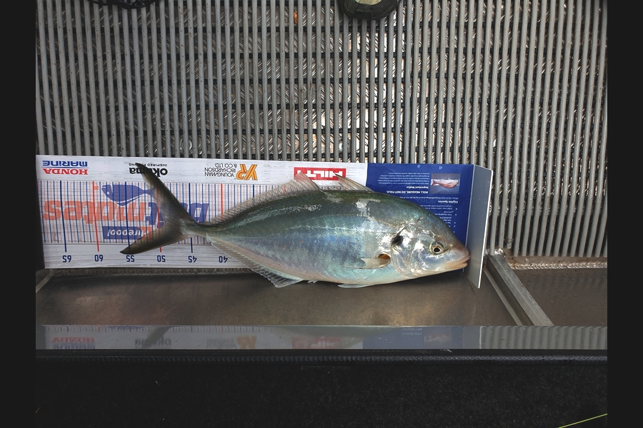 Richard Gardiner caught this 48.5cm Trevally at Coromandel during The Export NZ Fishing Competition