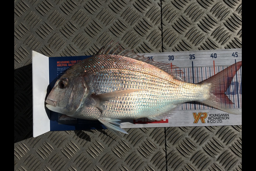 Murray Rigby caught this 41.5cm Snapper at Napier during The Export NZ Fishing Competition