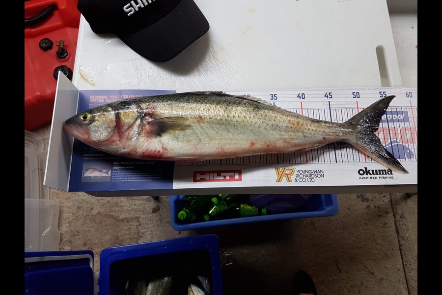 Stephanie  Fairweather  caught this 52.0cm Kahawai at Wellington harbour  during The Export NZ Fishing Competition