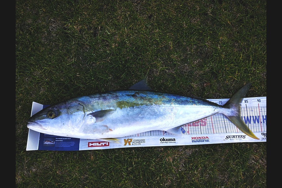Anna Colgan Quinn  caught this 81.5cm Kingfish at Tauranga  during The Export NZ Fishing Competition