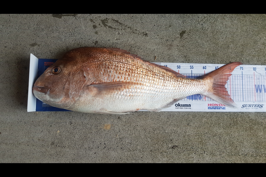 Hayden Hira caught this 67.5cm Snapper at Coromandel during The Export NZ Fishing Competition