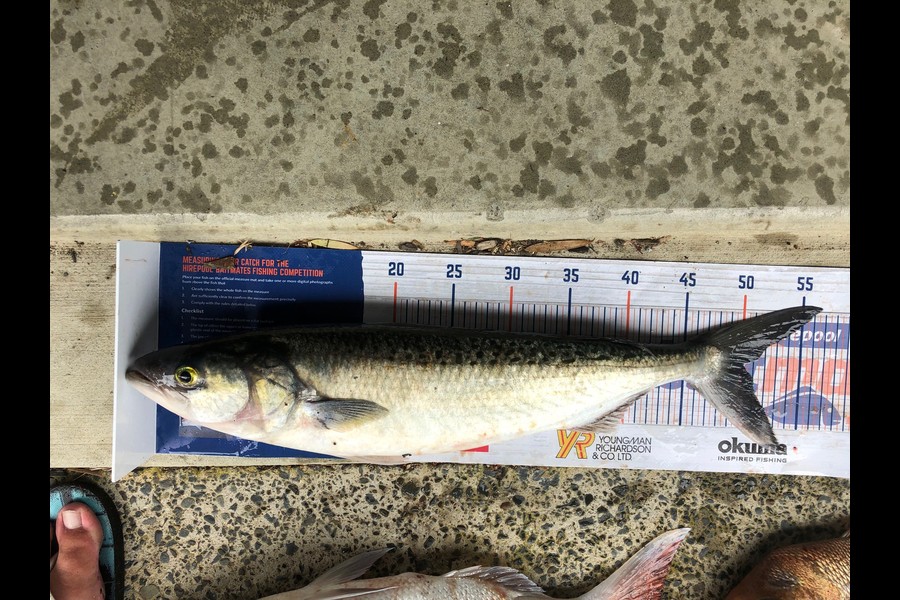 Frank van Helmond caught this 50.0cm Kahawai at flat rock during The Export NZ Fishing Competition