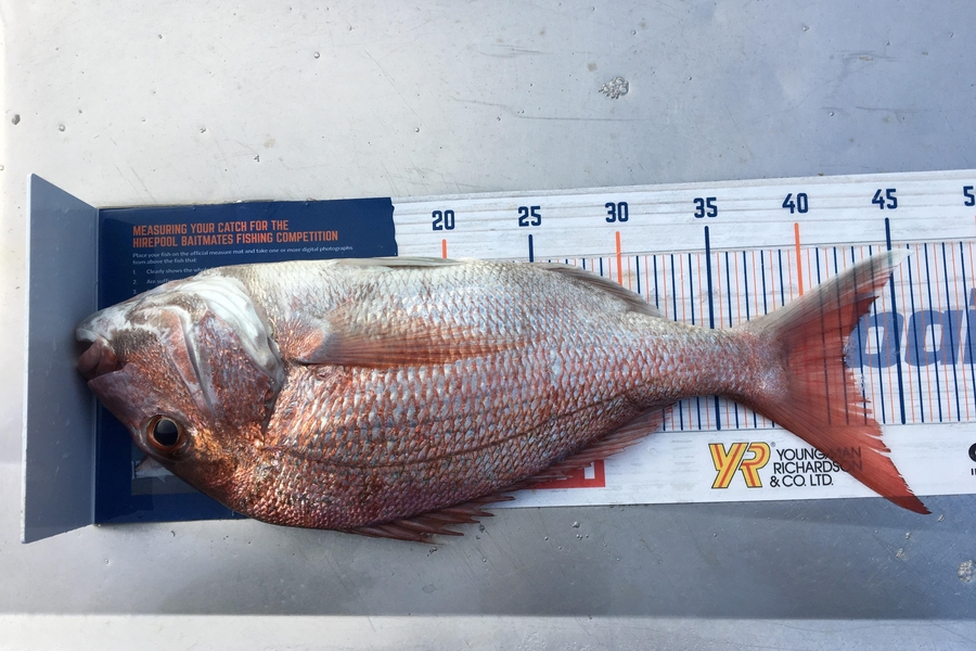 Raymond  Rensford  caught this 42.0cm Snapper at Tiri during The Export NZ Fishing Competition