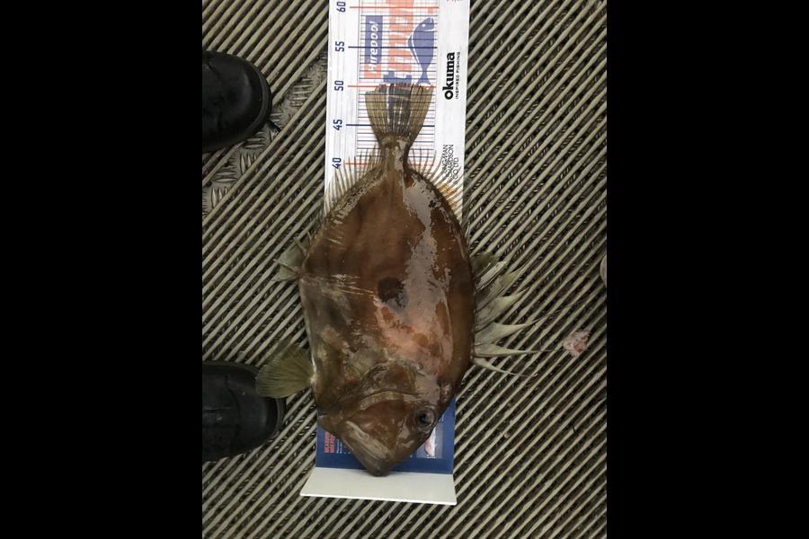 Alex Muir caught this 50.5cm John Dory at Far north during The Export NZ Fishing Competition
