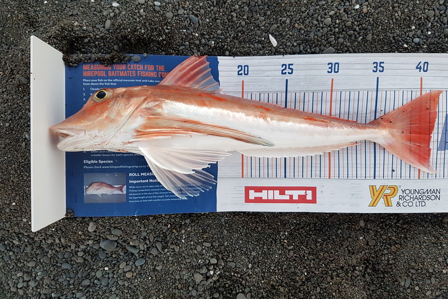 Jason Christensen caught this 41.0cm Gurnard at Napier during The Export NZ Fishing Competition