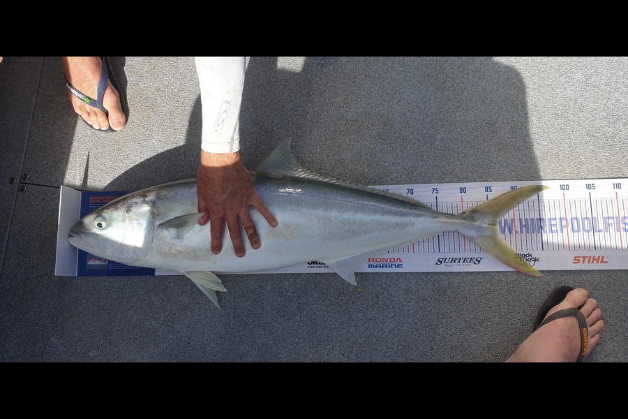 Brendan  Shaw caught this 87.0cm Kingfish at Little Barrier  during The Export NZ Fishing Competition