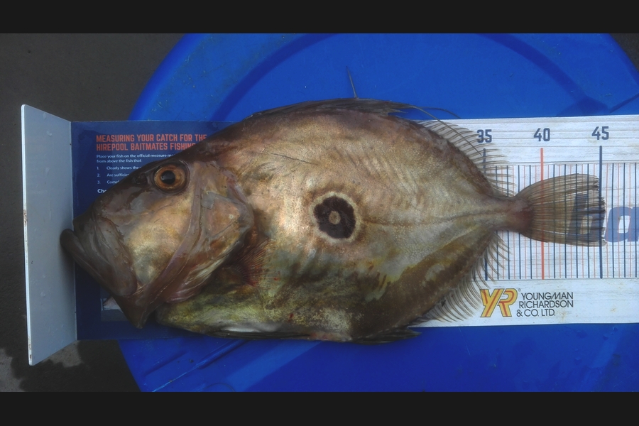 Mathew Goodall caught this 45.0cm John Dory at Firth of Thames during The Export NZ Fishing Competition