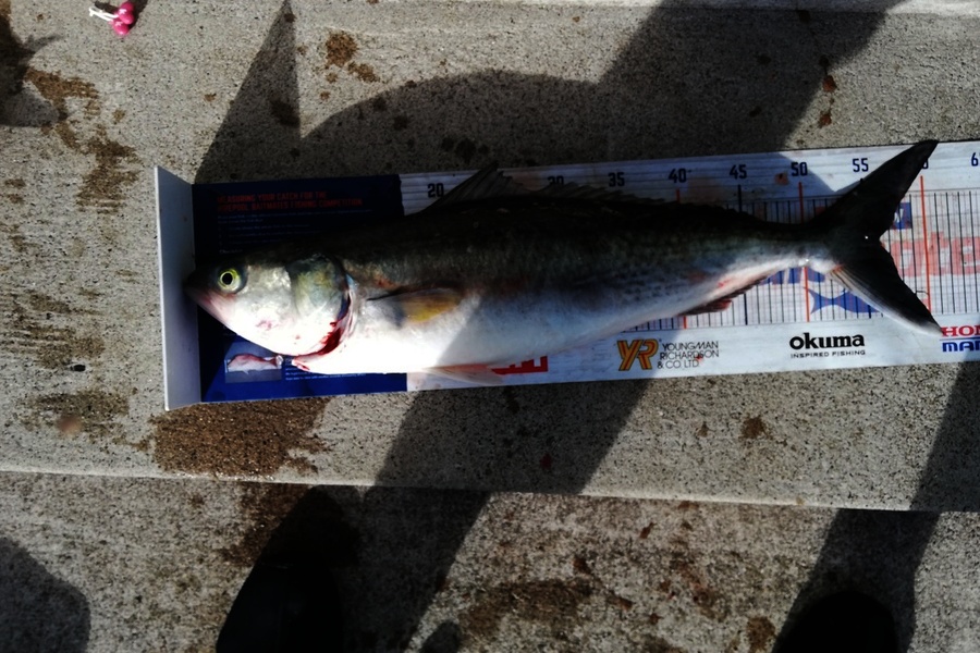 Raymond Edwards caught this 56.0cm Kahawai at Whitianga during The Export NZ Fishing Competition