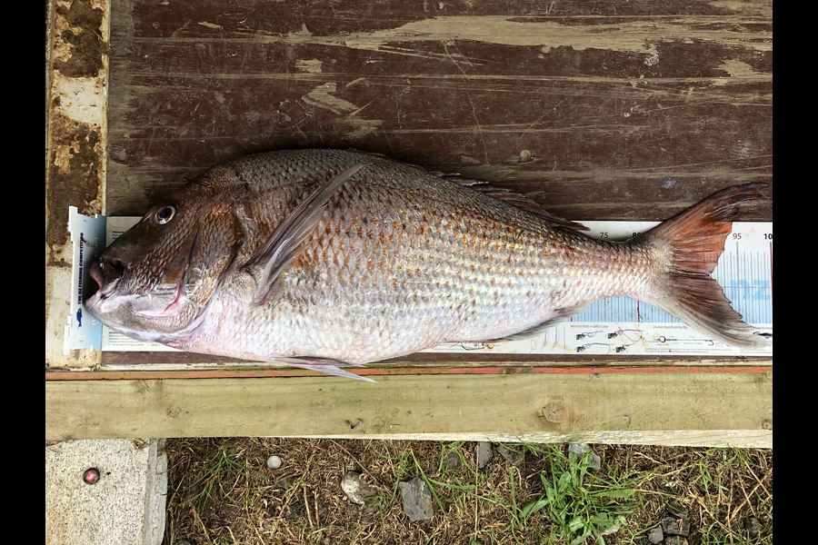 Andrew Hill caught this 90.5cm Snapper at Far North during The Export NZ Fishing Competition