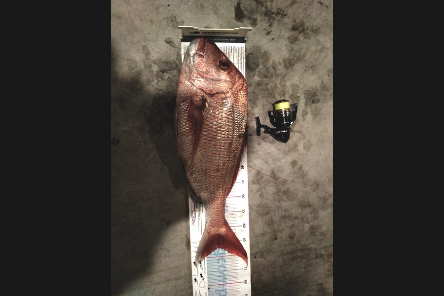 Michael Brown caught this 67.0cm Snapper at Bop during The Export NZ Fishing Competition