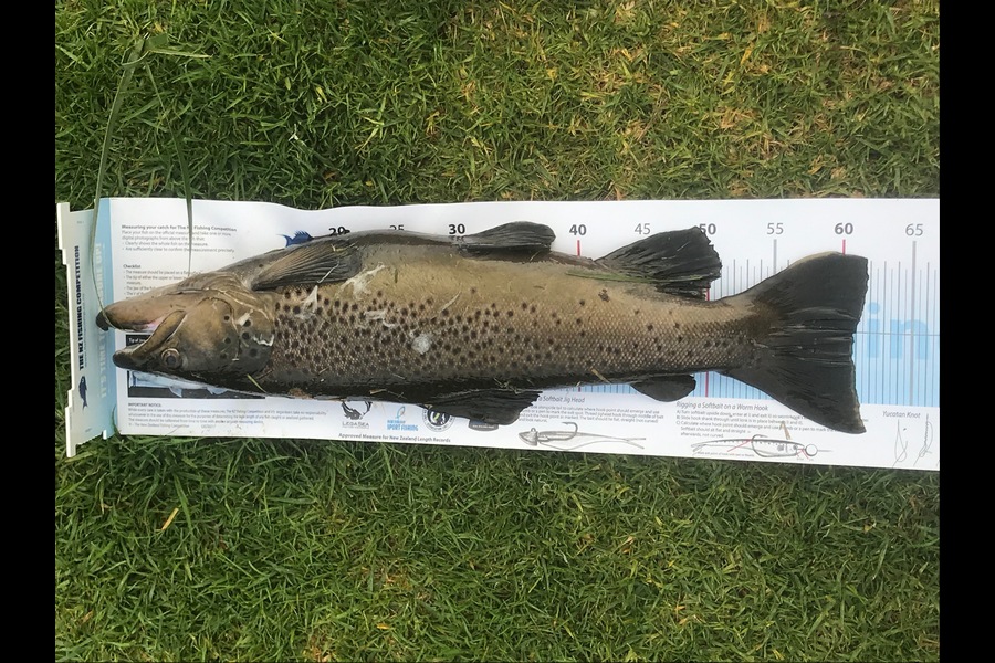 Dean Andrew caught this 61cm Trout at Ohau Channel Rotoura during The Export NZ Fishing Competition