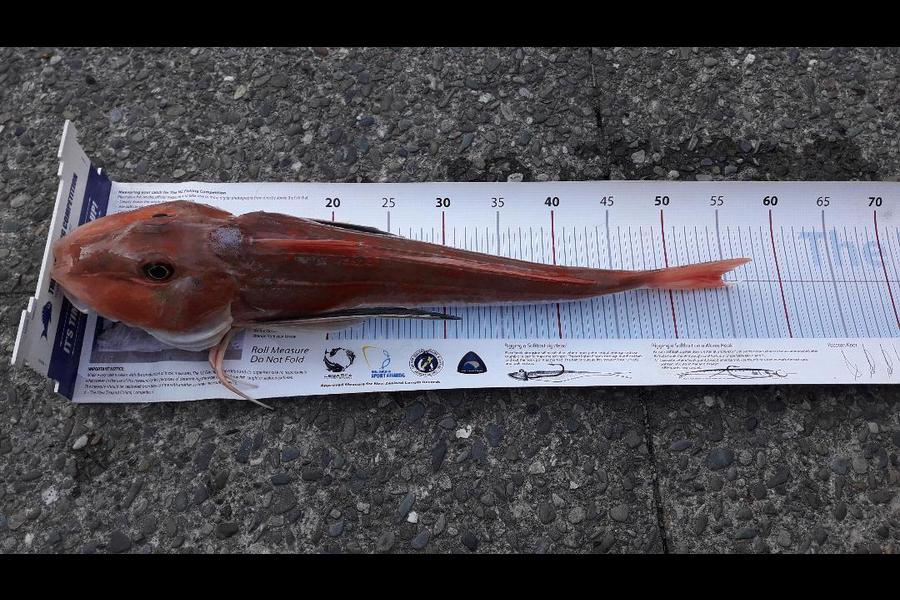 Jeff Holden caught this 54cm Gurnard at Marlborough Sounds during The Export NZ Fishing Competition