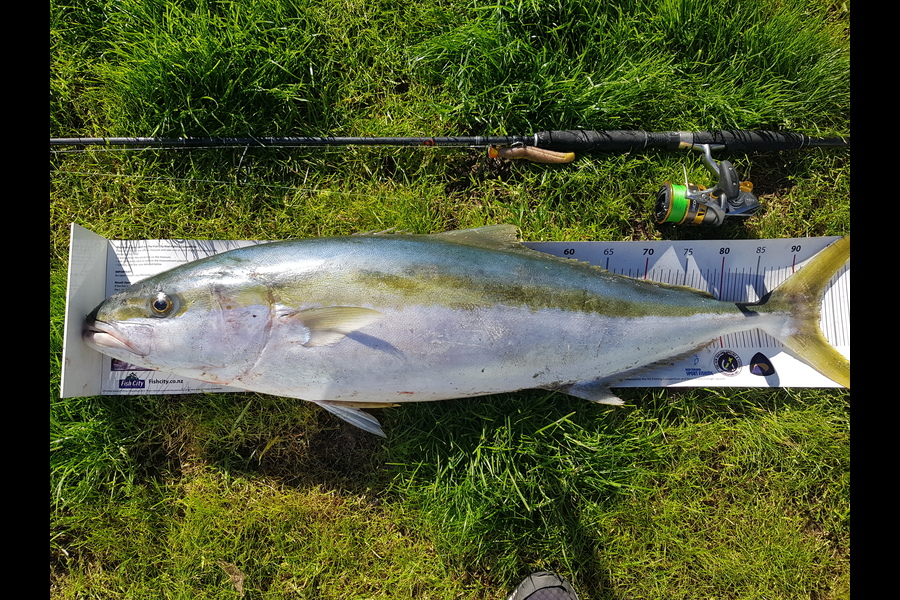 Mark Ray caught this 93cm Kingfish at BOP during The Export NZ Fishing Competition
