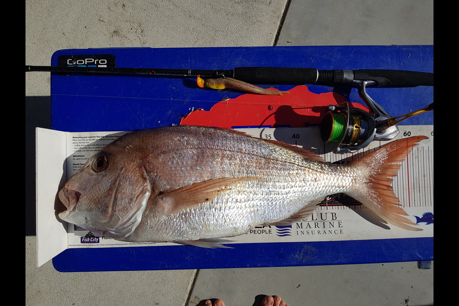 Mark Ray caught this 56cm Snapper at BOP during The Export NZ Fishing Competition
